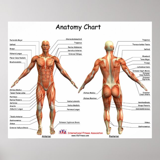 IFA-Anatomie-Diagramm Poster (Vorne)