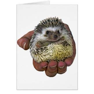 Igel