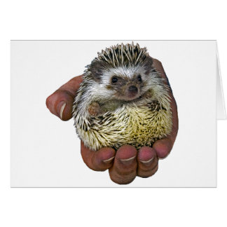 Igel