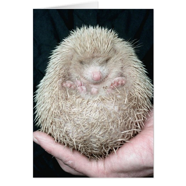 Igel (Vorne)