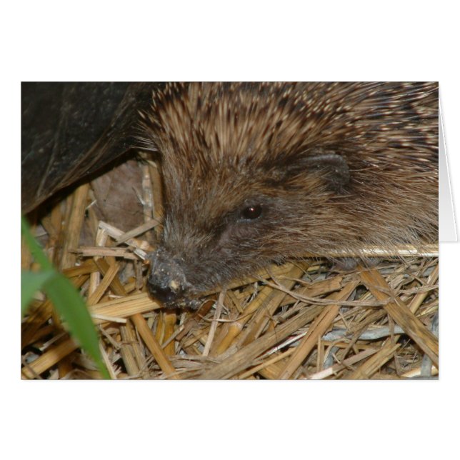 Igel (Vorderseite (Horizontal))