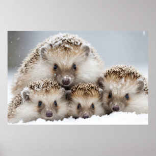 Igel Animal Wild Beauty Freedom Poster