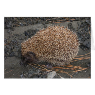 Igel auf kleinen schwarzen Felsen