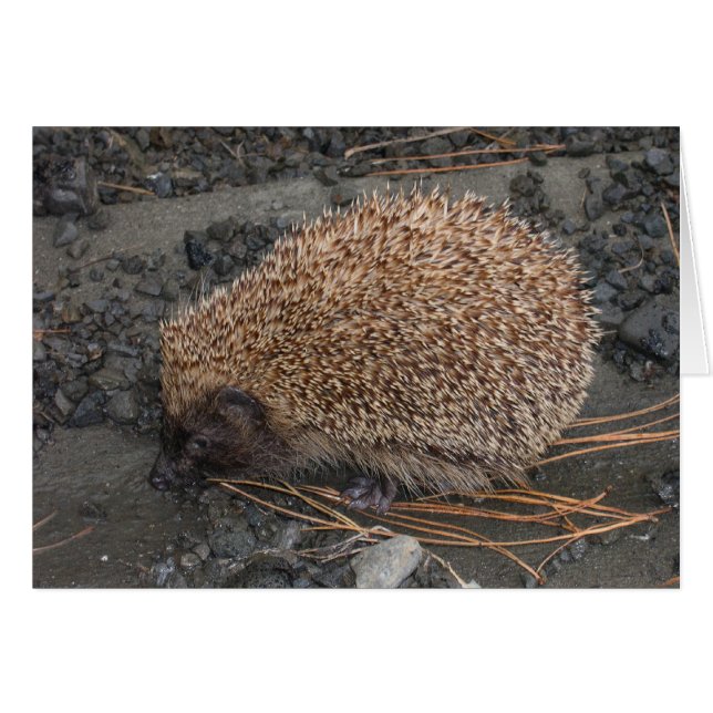 Igel auf kleinen schwarzen Felsen (Vorderseite (Horizontal))