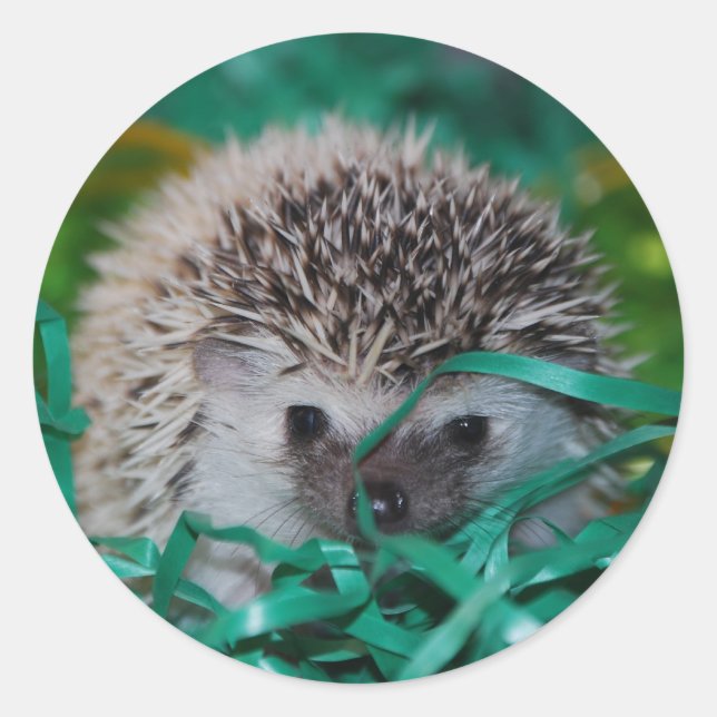 Igel Baby in Ostergras Runder Aufkleber (Vorderseite)