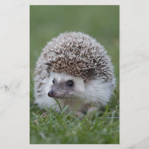 Igel Briefpapier