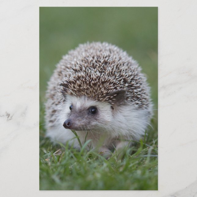 Igel Briefpapier (Vorderseite)
