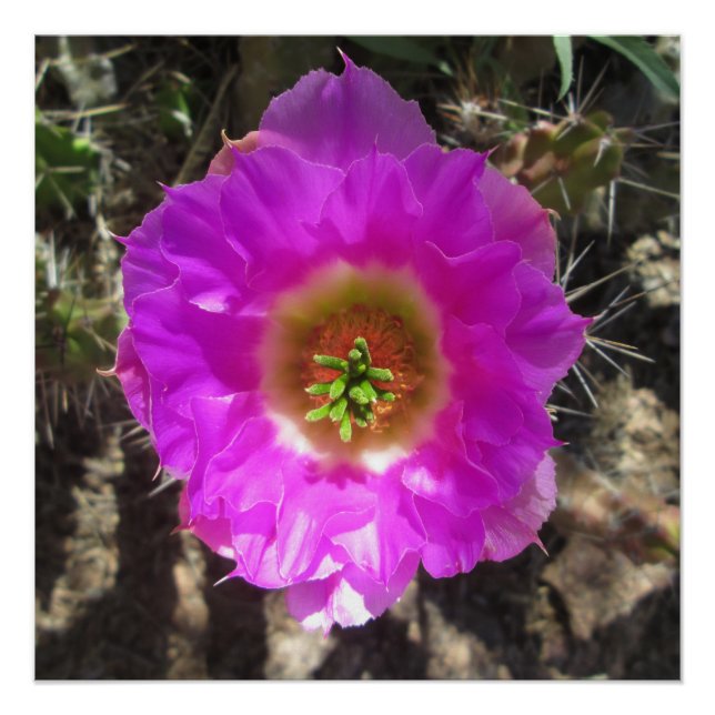 Igel Cactus Blume Poster (Vorderseite)