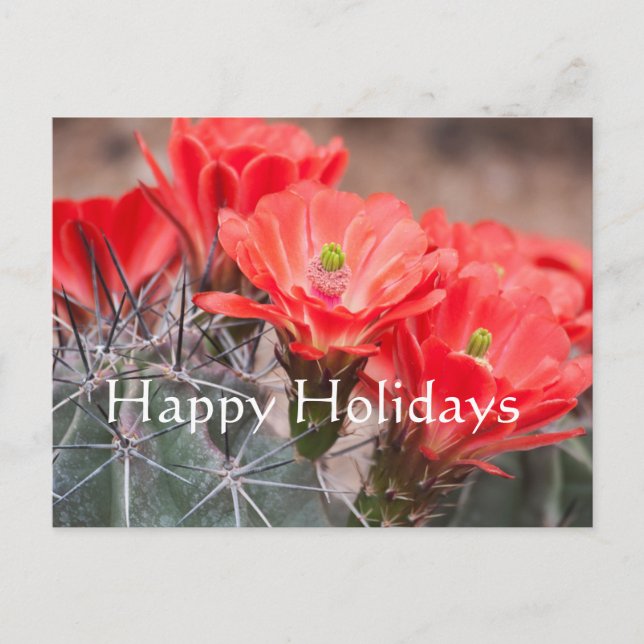 Igel Cactus, Happy Holidays Feiertagspostkarte (Vorderseite)