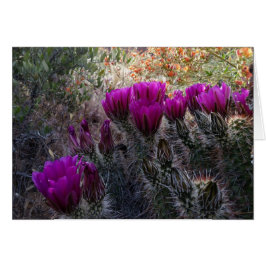 Igel Cactus Magenta Blume Arizona Südwesten