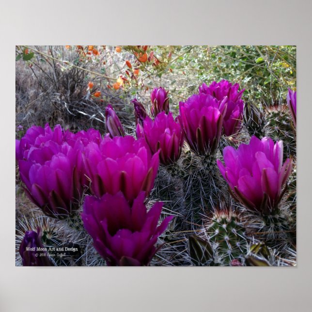Igel Cactus Magenta Blume Arizona Südwesten Poster (Vorne)