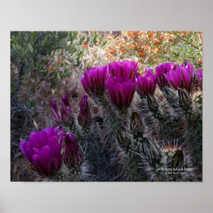 Igel Cactus Magenta Blume Arizona Südwesten Poster