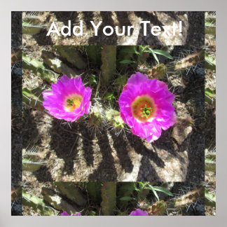 Igel Cactus Poster