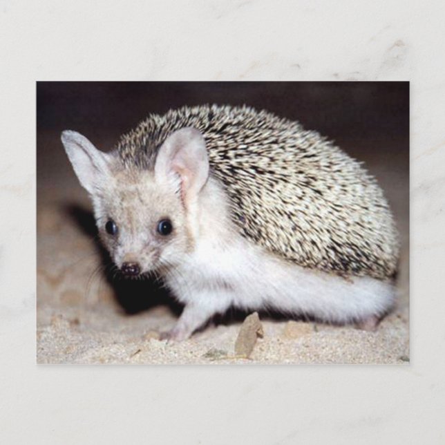 Igel - Das spiny Säugetier Postkarte (Vorderseite)