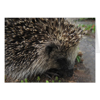 Igel drehen - Karte