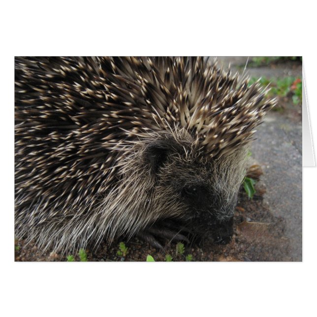 Igel drehen - Karte (Vorderseite (Horizontal))