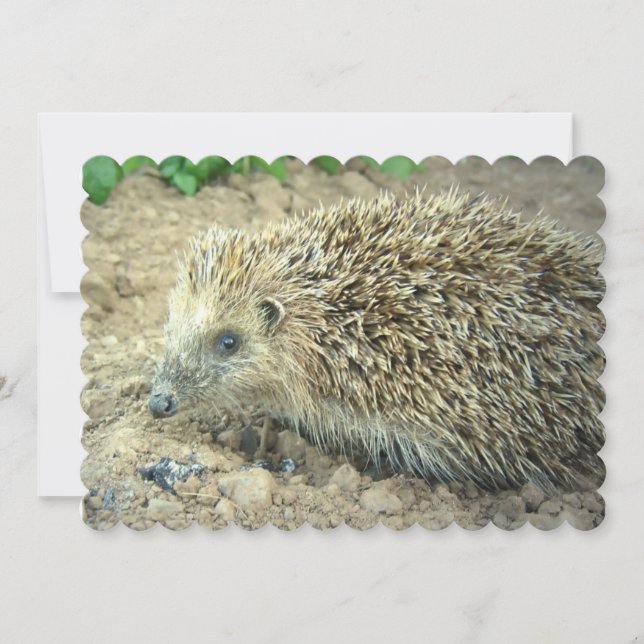 Igel Einladung (Vorderseite)