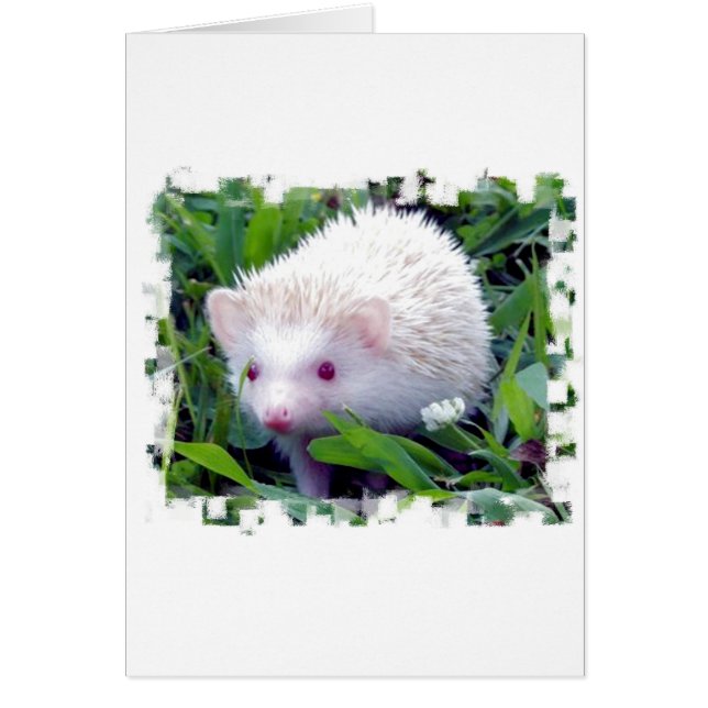 Igel im Gras (Vorne)