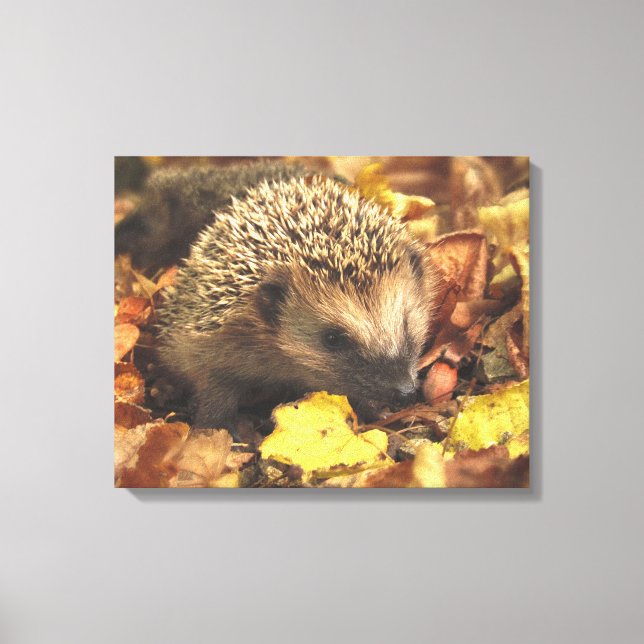 Igel im Herbst Leinwanddruck (Vorderseite)