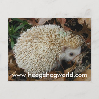 Igel in Blätter Postkarte