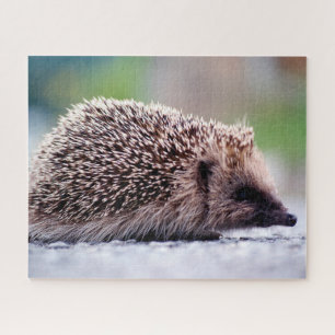 Igel in der Natur, Puzzle