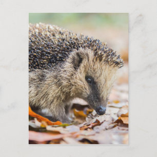 Igel in Herbstblättern Postkarte