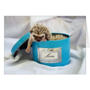 Igel Liebe
