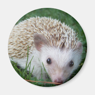 Igel Magnet