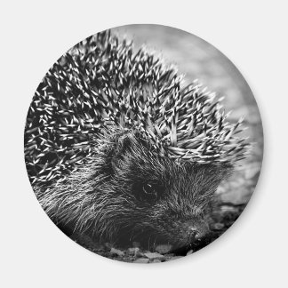 Igel Magnet