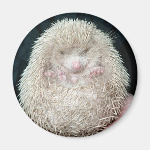 Igel Magnet