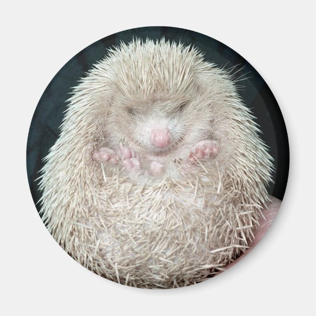 Igel Magnet (Vorne)