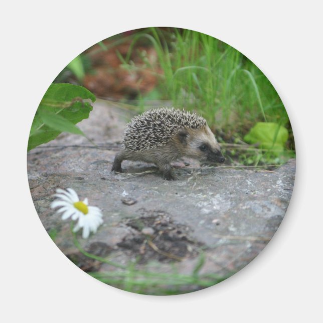 Igel-Magnet - anpassbar Magnet (Vorne)