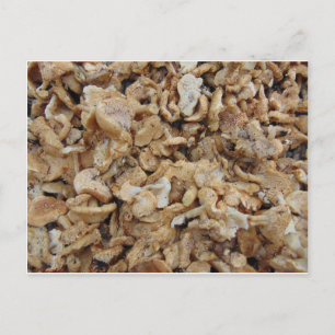 Igel Mushrooms Postkarte