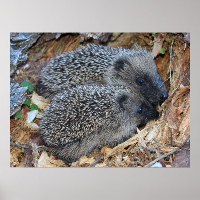 Igel Poster (Vorne)