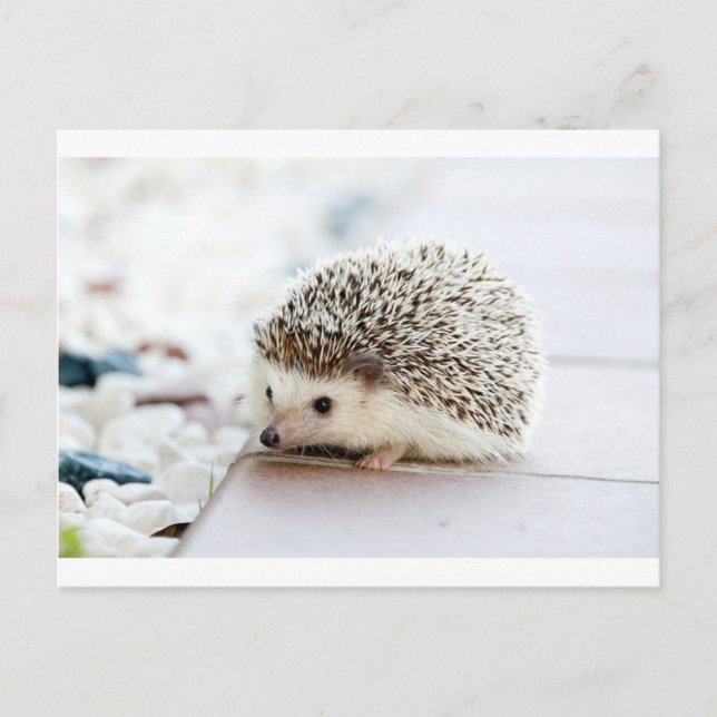 Igel Postkarte (Vorderseite)