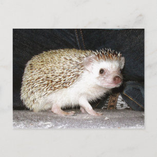 Igel Postkarte