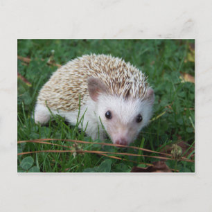 Igel Postkarte