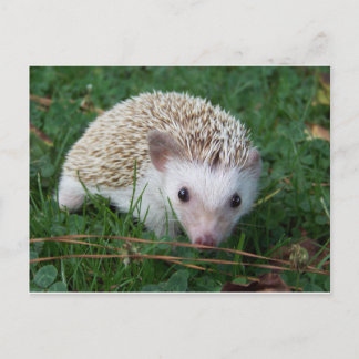 Igel Postkarte