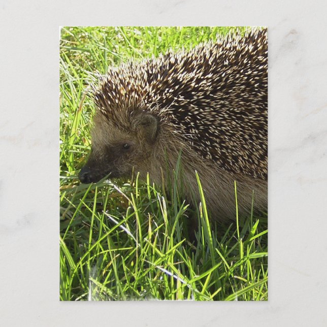 Igel Postkarte (Vorderseite)