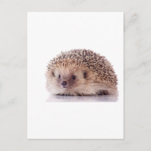 Igel, Postkarte