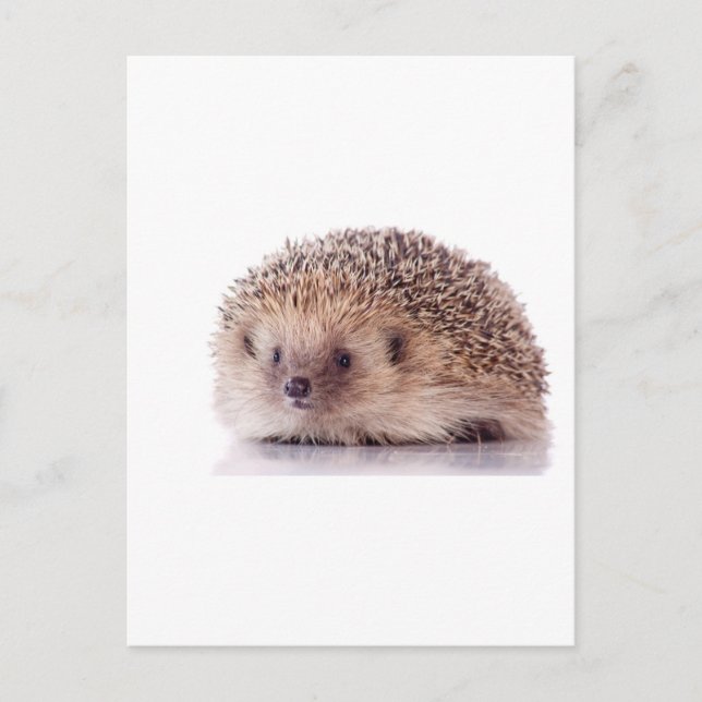 Igel, Postkarte (Vorderseite)