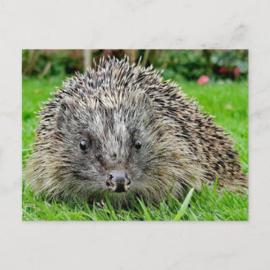 Igel Postkarte