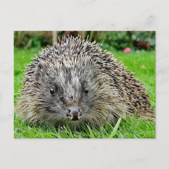 Igel Postkarte (Vorderseite)