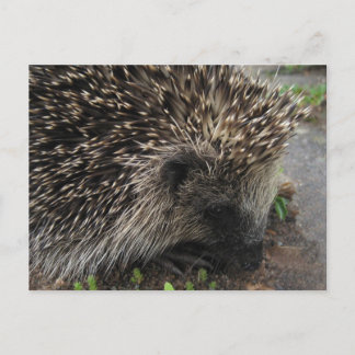 Igel Postkarte