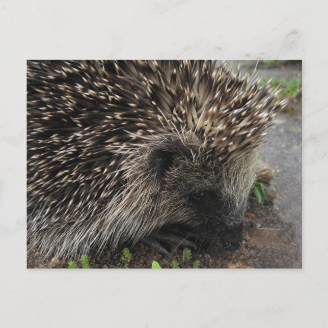 Igel Postkarte (Vorderseite)