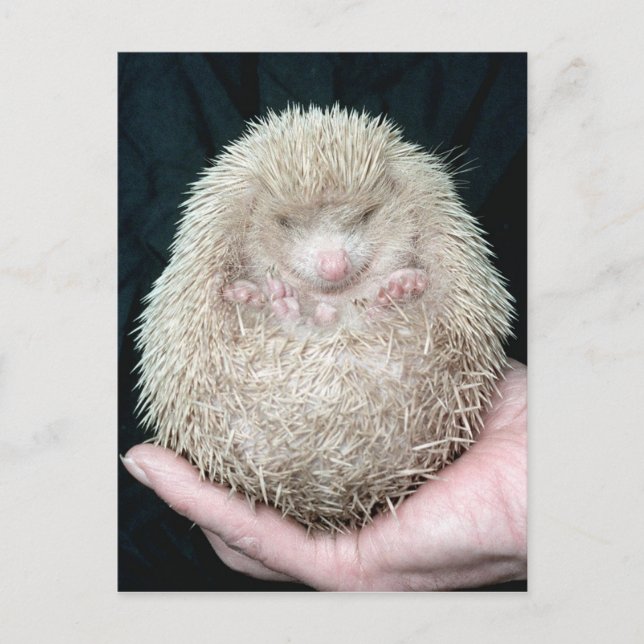 Igel Postkarte (Vorderseite)