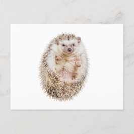 Igel Postkarte
