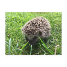 Igel
