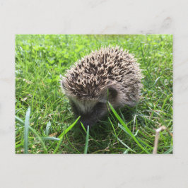 Igel Postkarte