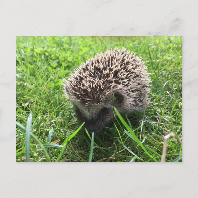 Igel Postkarte (Vorderseite)